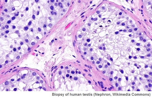 Testicular Microbiome A Step Forward In The Understanding Of