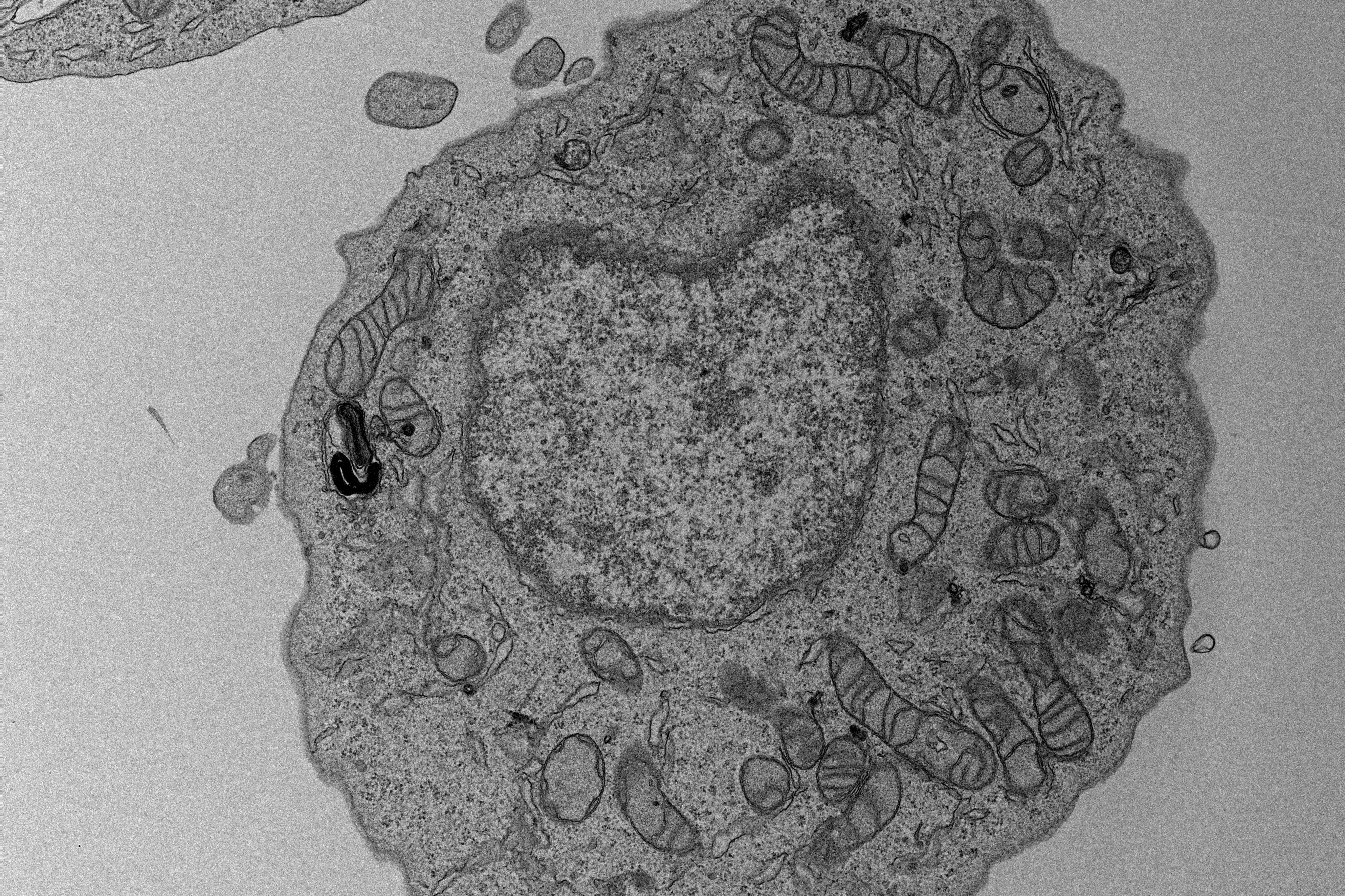 MM_Cell